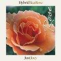 Hybrid Tea — Just Joey