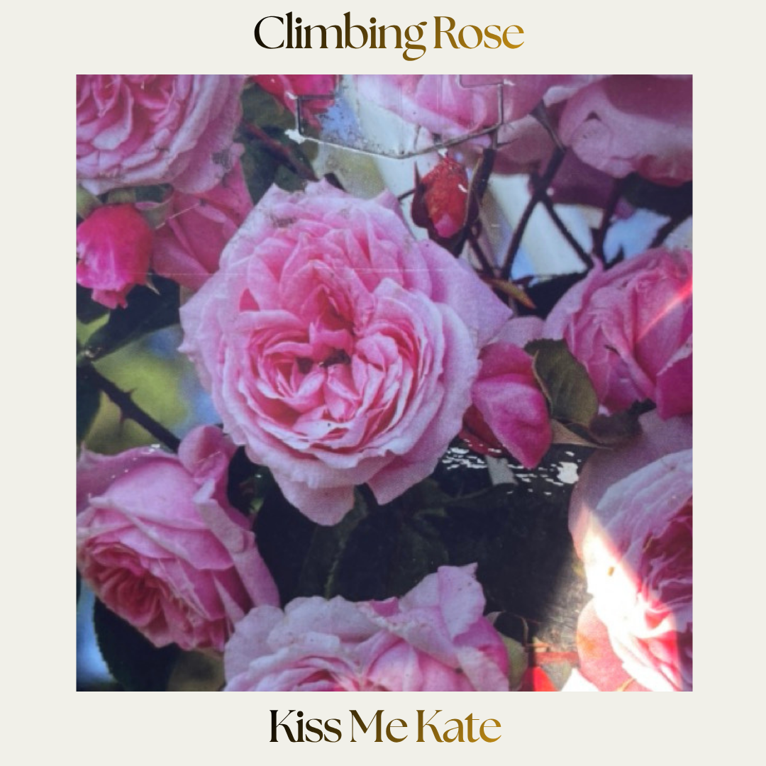 Climbing Rose — Kiss Me Kate