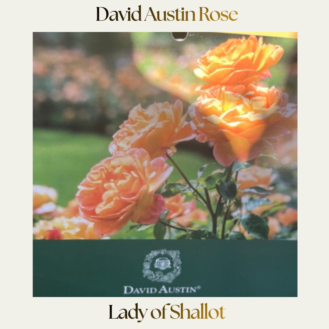 David Austin — Lady Of Shallot