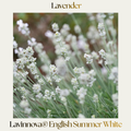 Lavender — Lavinnova® English Summer White
