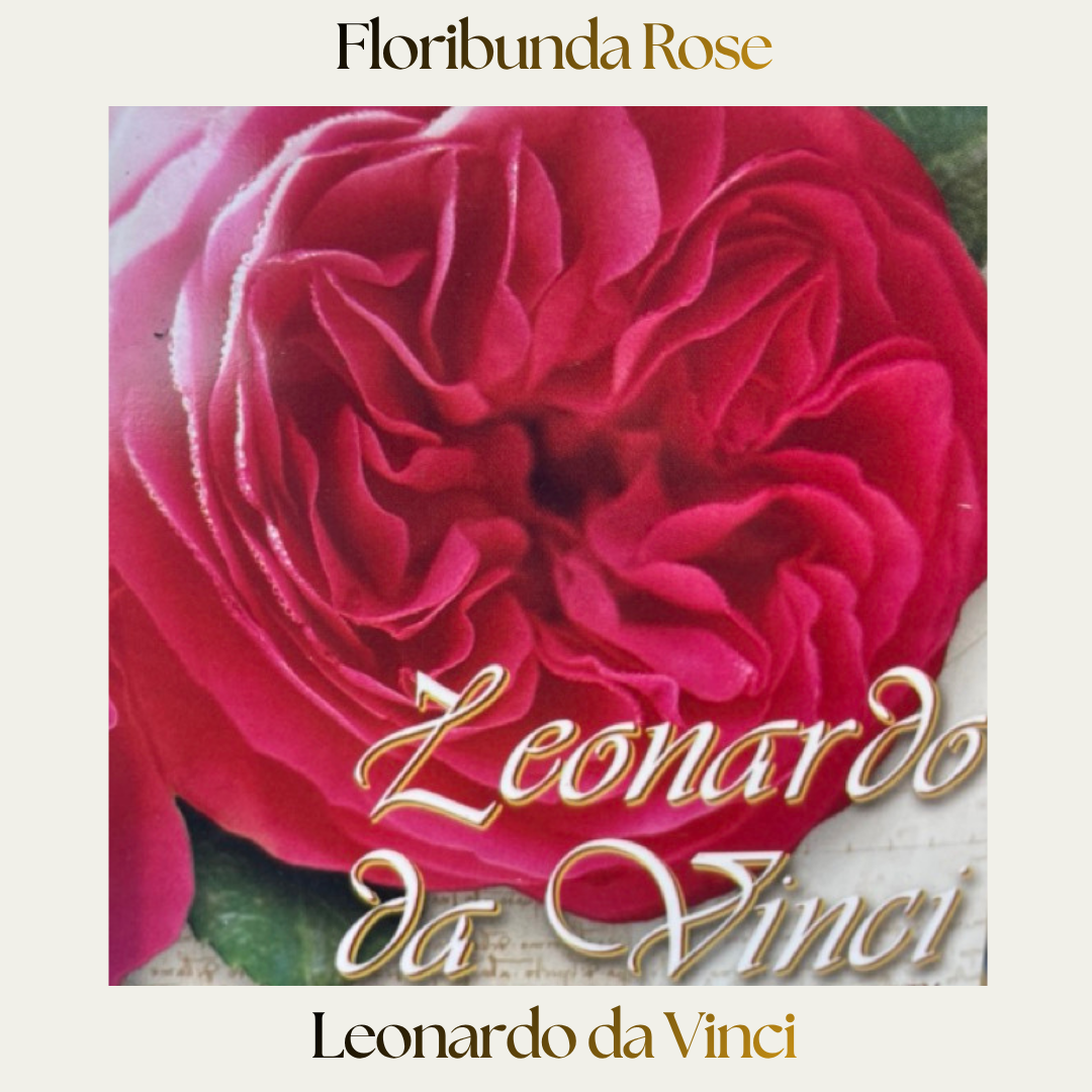 Floribunda — Leonardo Da Vinci