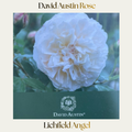 David Austin — Lichﬁeld Angel