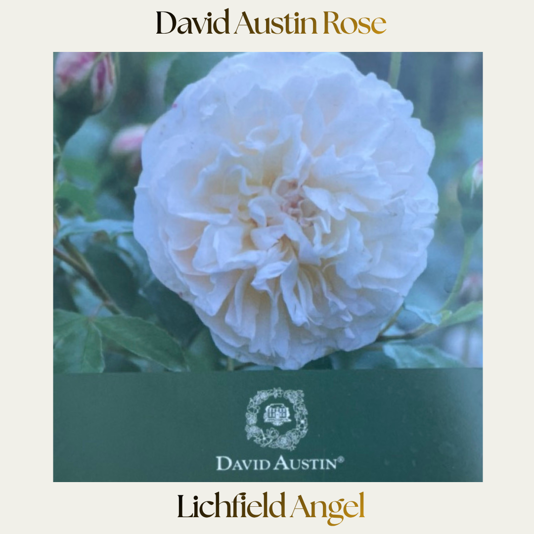 David Austin — Lichﬁeld Angel