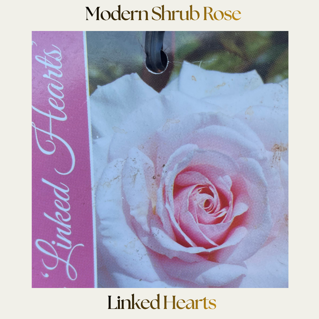 Modern Shrub — Linked Hearts