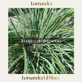Lomandra — Lil Bluey