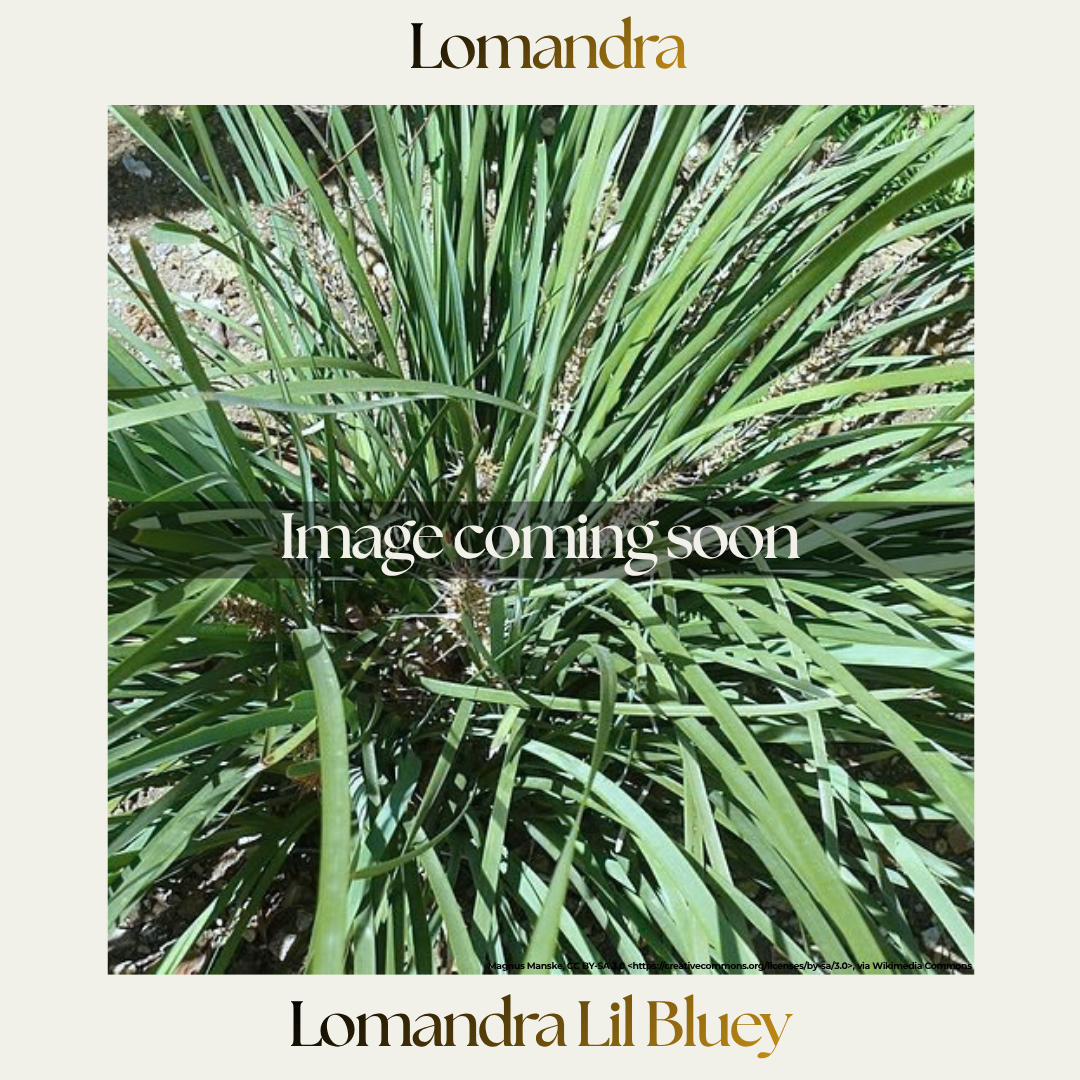 Lomandra — Lil Bluey