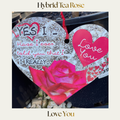 Hybrid Tea — Love You