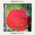 Hybrid Tea — Loving Memory
