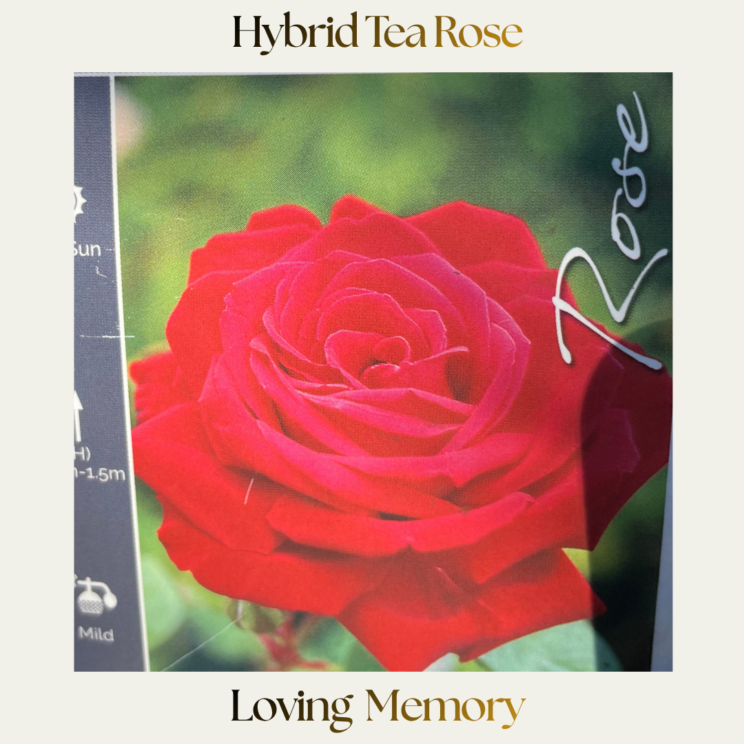 Hybrid Tea — Loving Memory