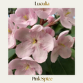 Luculia — Pink Spice