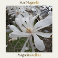Magnolia — Magnolia stellata