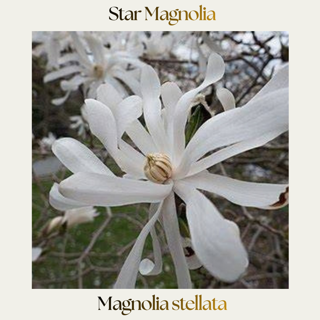 Magnolia — Magnolia stellata