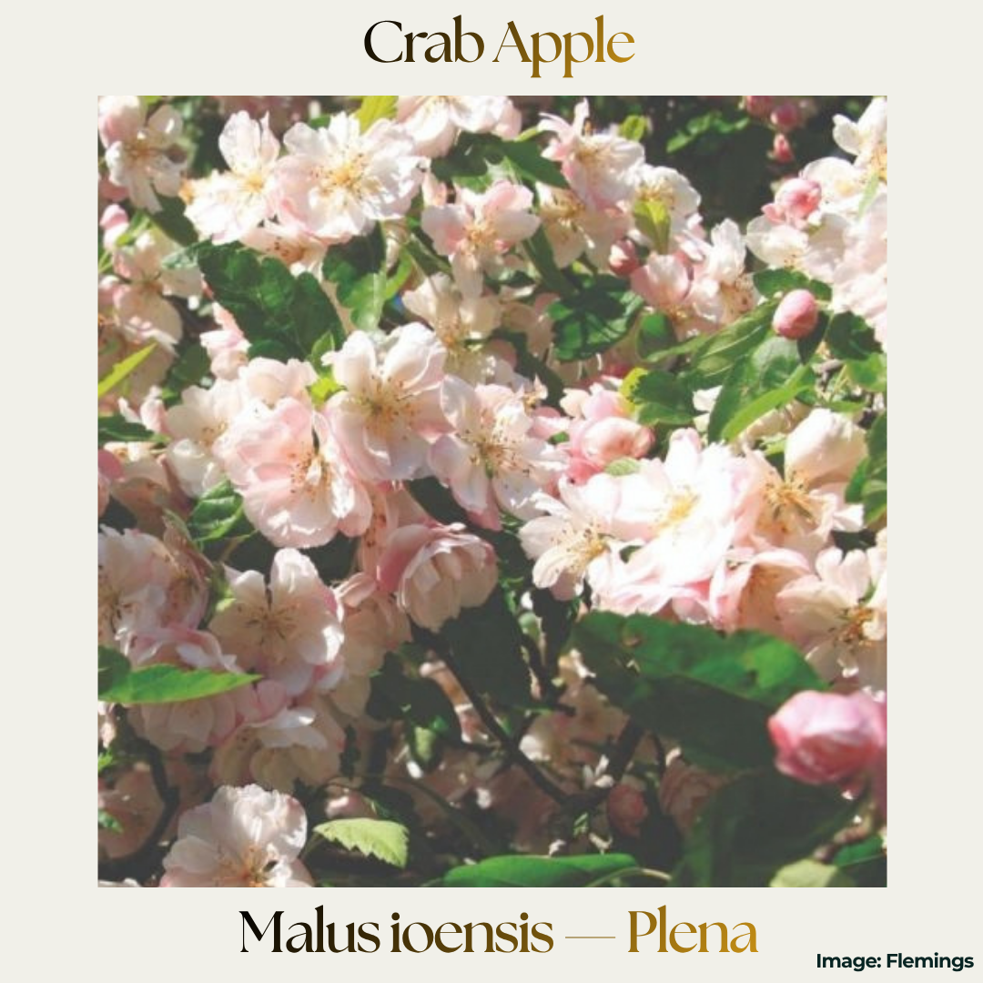 Crab Apple — Malus ioensis 'Plena'