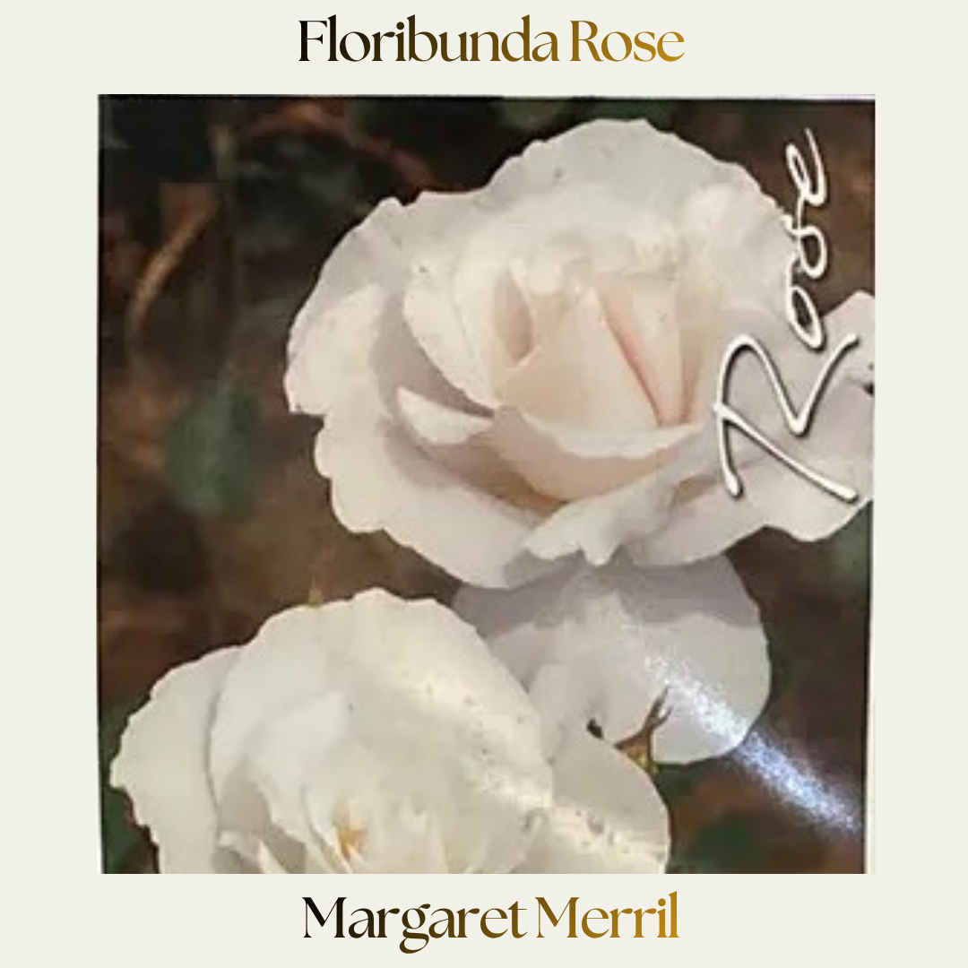 Floribunda — Margaret Merrill