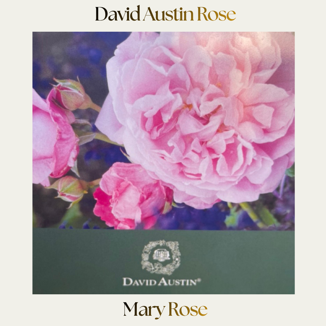 David Austin — Mary Rose
