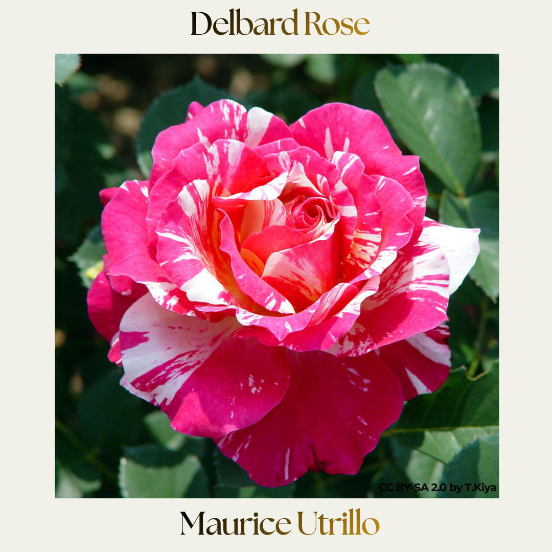 Delbard — Maurice Utrillo