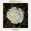 Hybrid Tea — Memoire