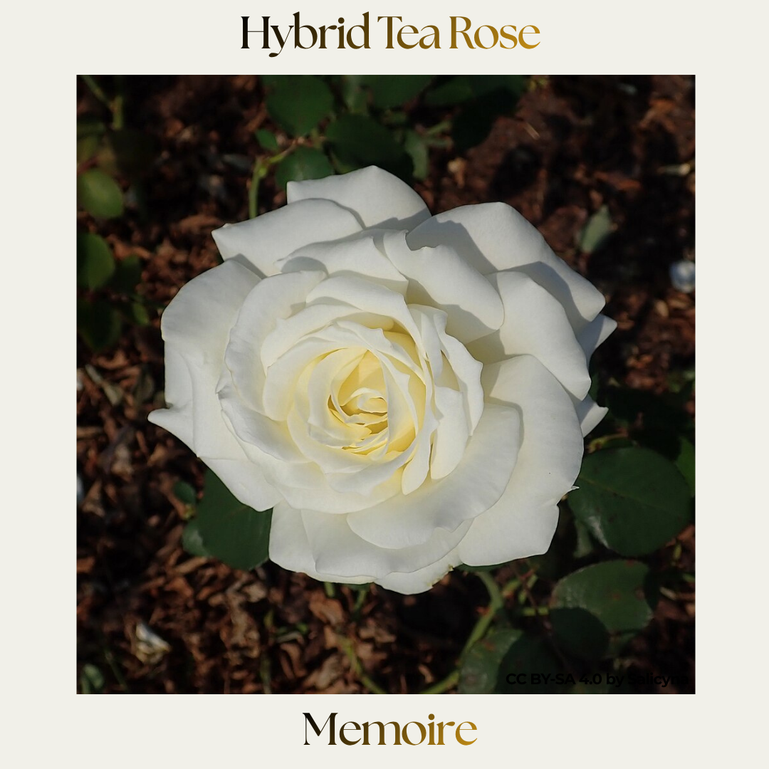 Hybrid Tea — Memoire