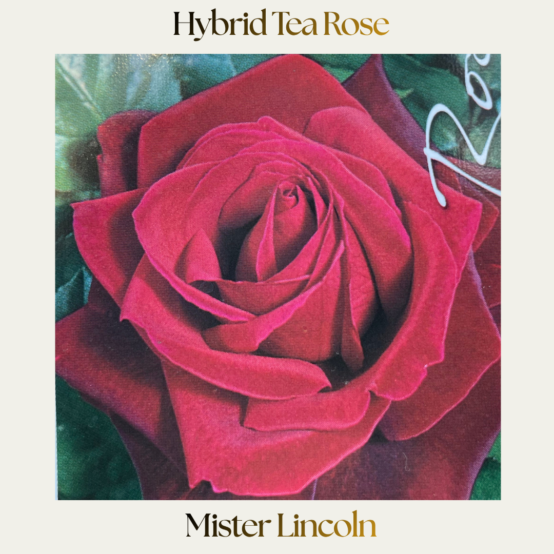 Hybrid Tea — Mr Lincoln