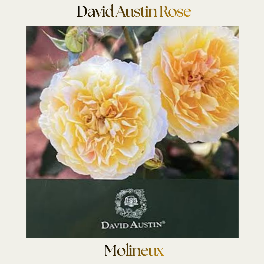 David Austin — Molineux