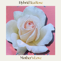 Hybrid Tea — Mother's Love