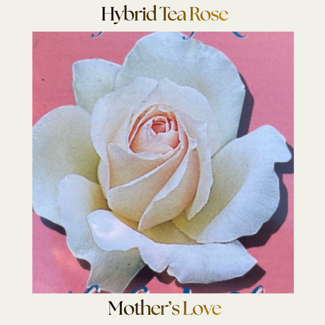 Hybrid Tea — Mother's Love