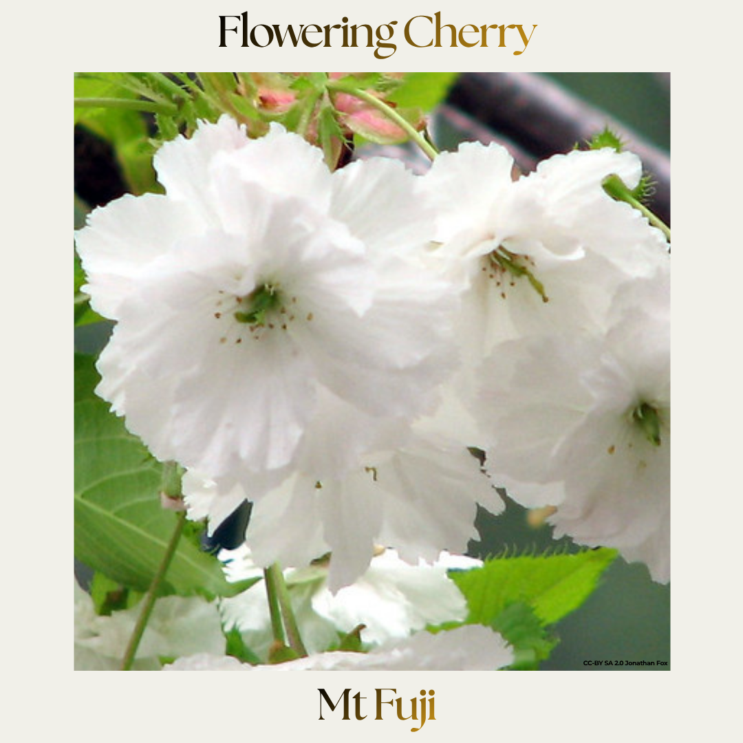 Ornamental Cherry — Mt Fuji