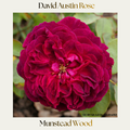 David Austin — Munstead Wood