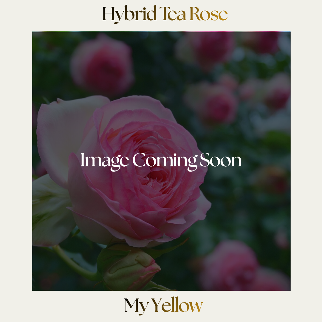 Hybrid Tea — My Yellow