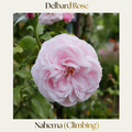 Climbing Rose — Nahema