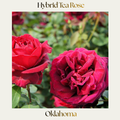 Hybrid Tea — Oklahoma