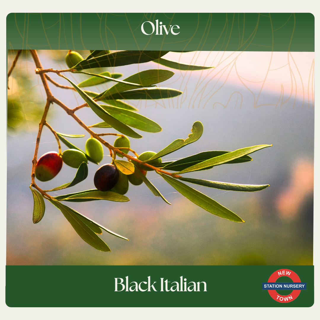 Olive — Black Italian