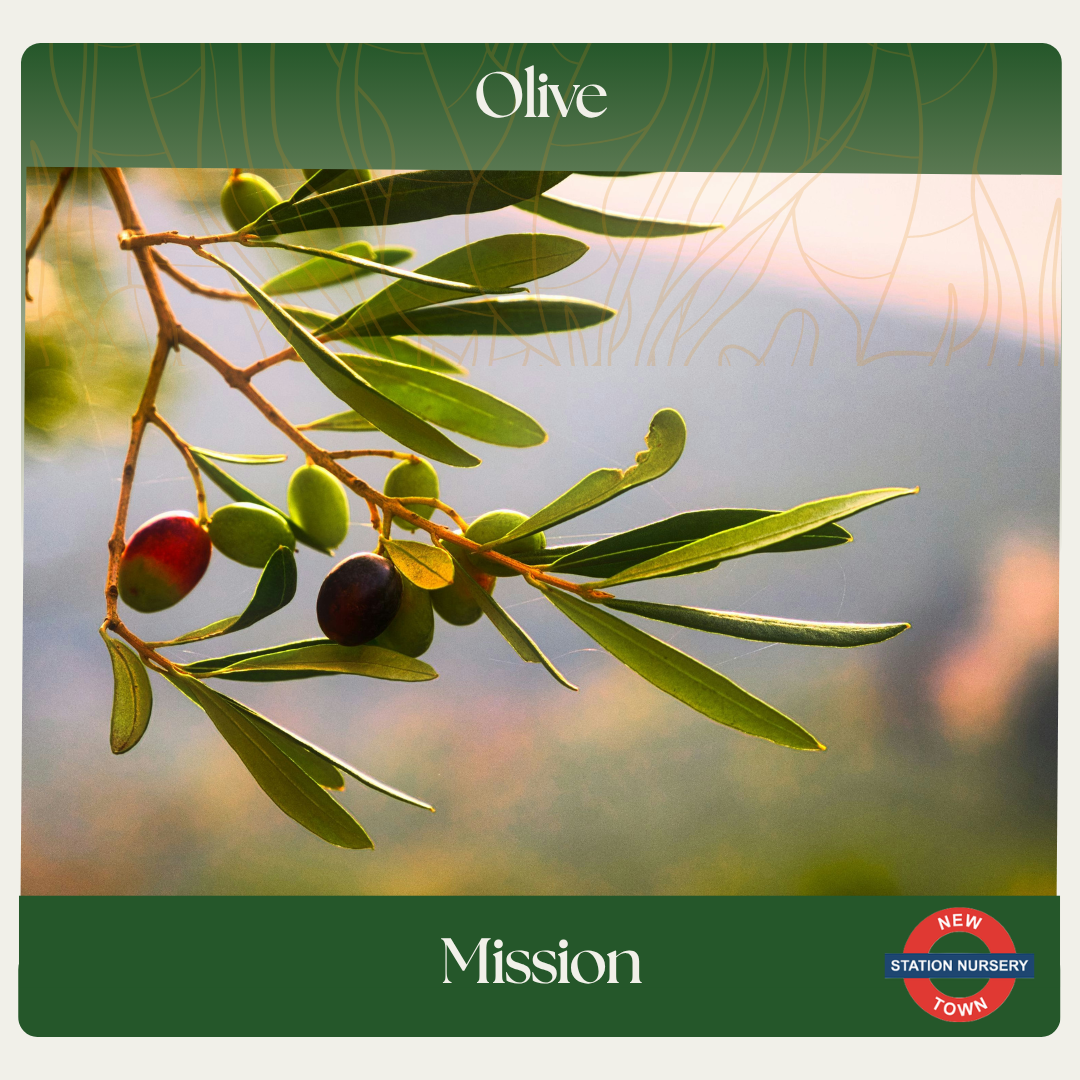 Olive — Mission