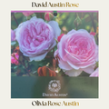 David Austin — Olivia Rose Austin