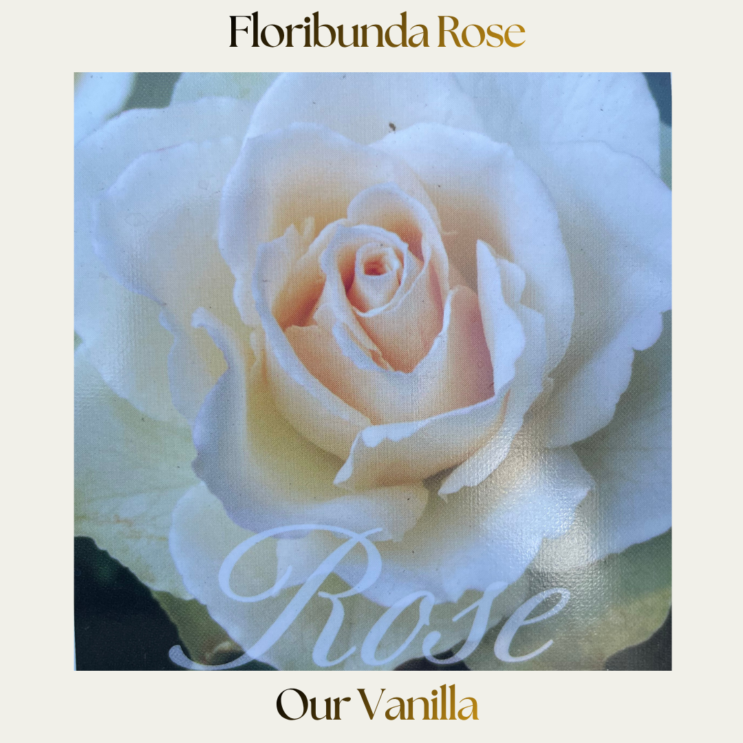Floribunda — Our Vanilla