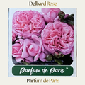 Delbard — Parfum de Paris