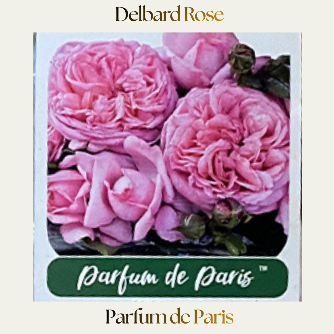 Delbard — Parfum de Paris