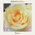 Hybrid Tea — Peace
