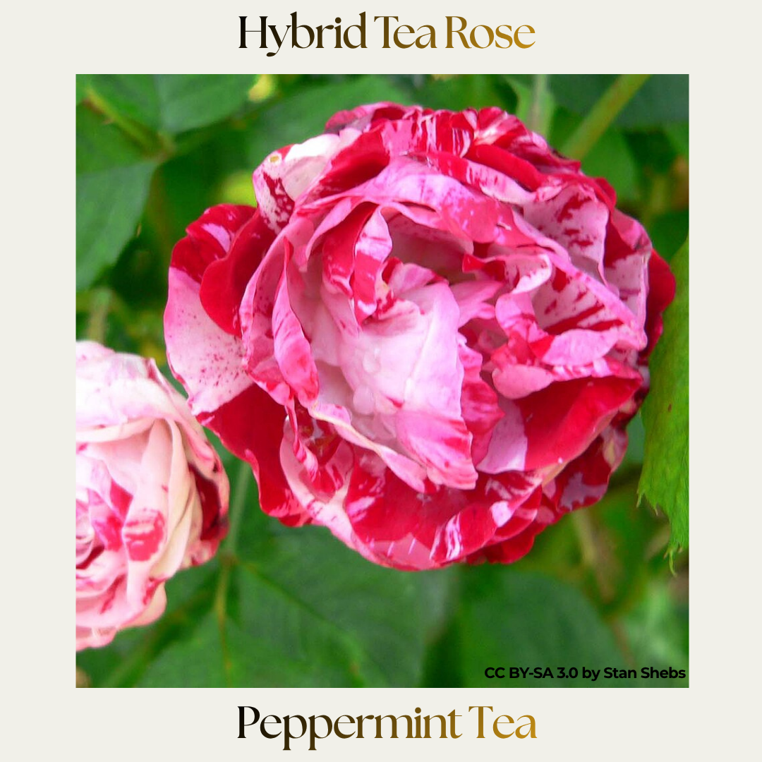 Floribunda — Peppermint Twist