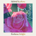 Hybrid Tea — Perfume Delight