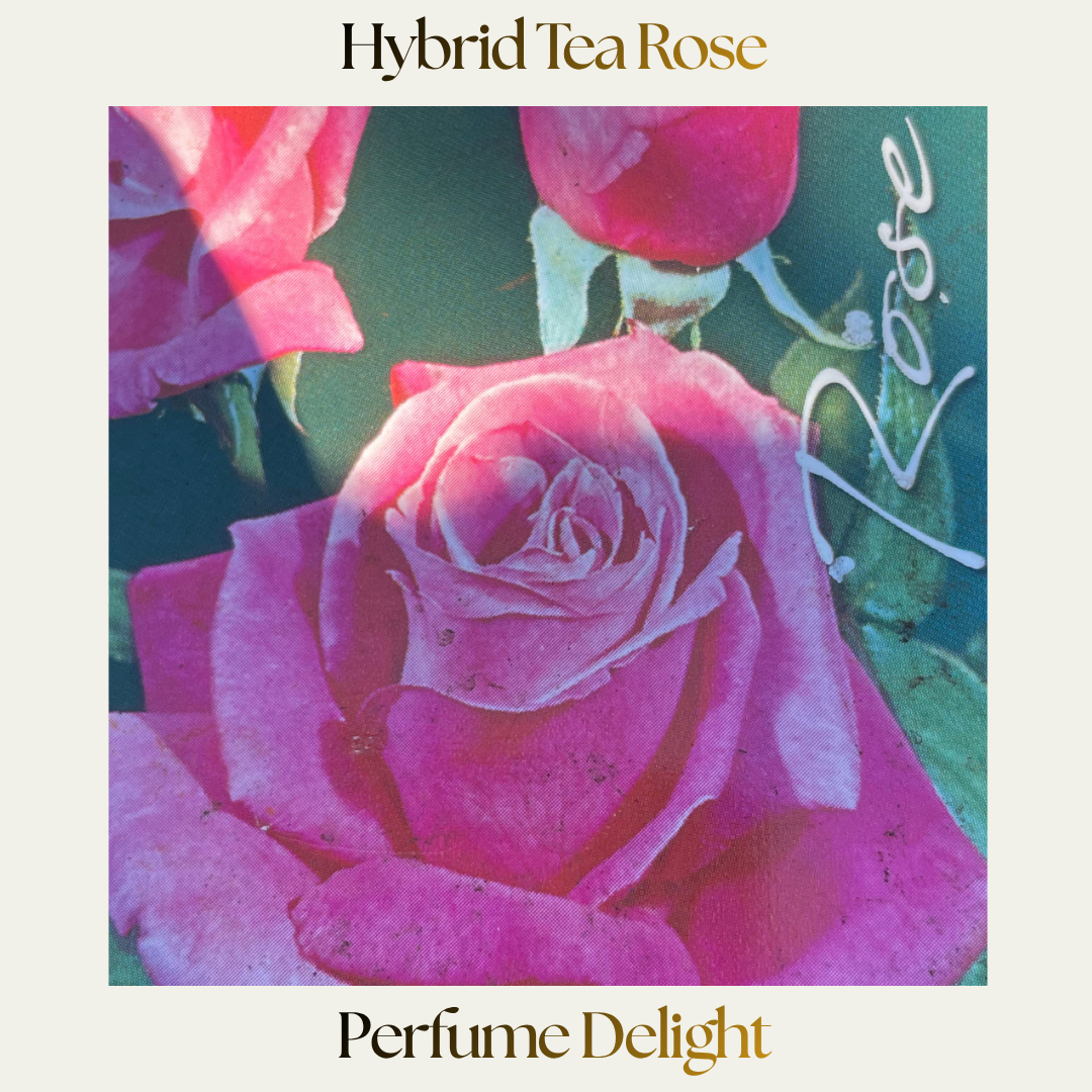 Hybrid Tea — Perfume Delight