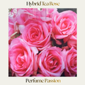 Hybrid Tea — Perfume Passion