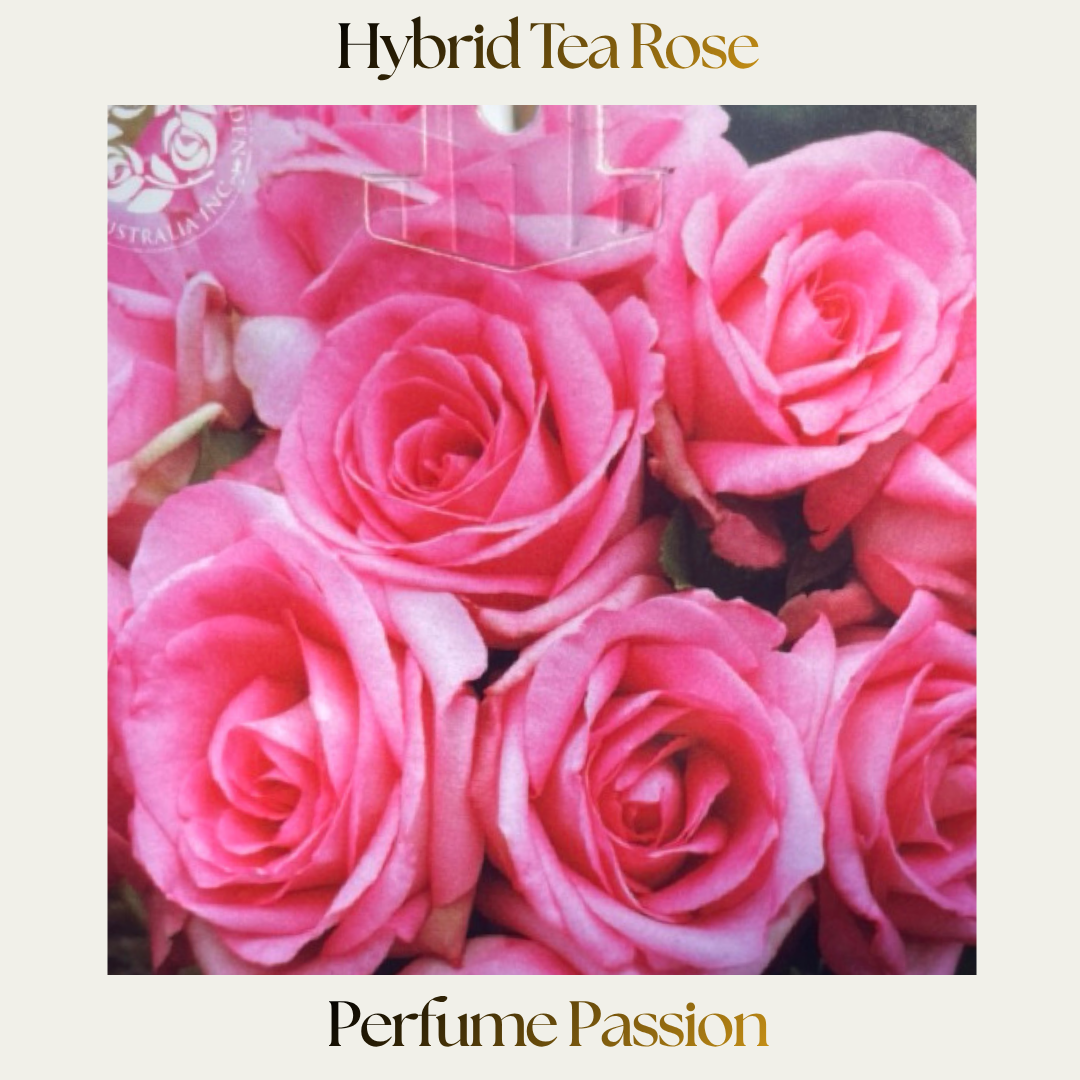 Hybrid Tea — Perfume Passion