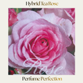 Hybrid Tea — Perfume Perfection