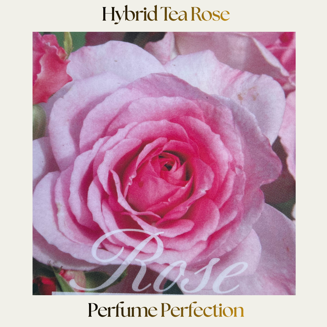 Hybrid Tea — Perfume Perfection