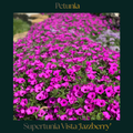Petunia — Supertunia Vista 'Jazzberry'