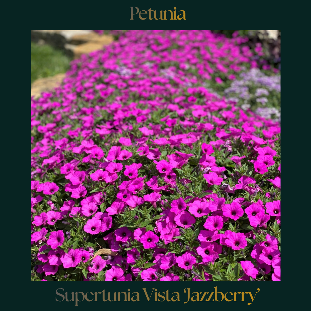 Petunia — Supertunia Vista 'Jazzberry'