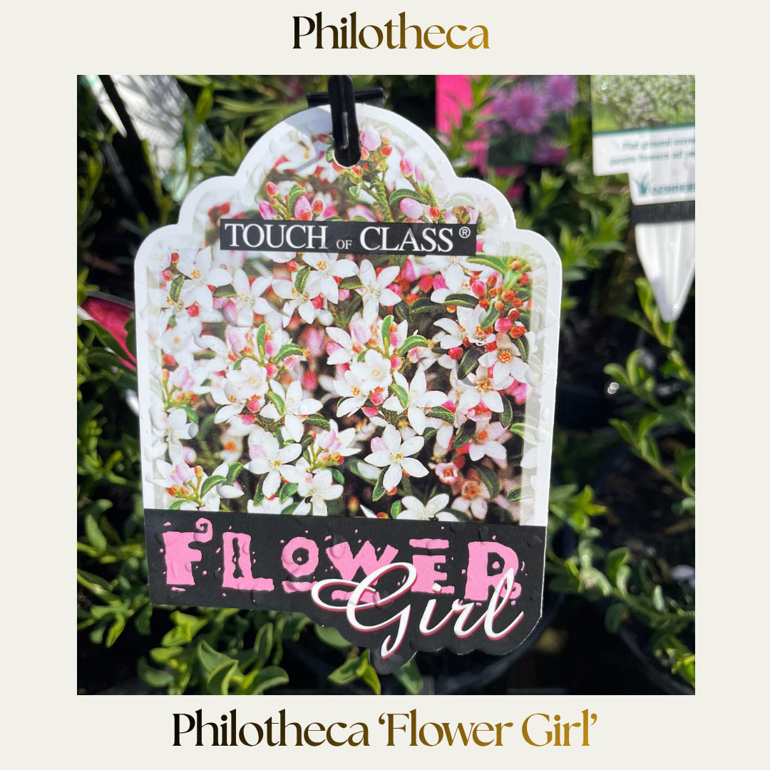 Philoteca — Flower Girl