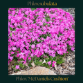 Phlox — McDaniel's Cushion