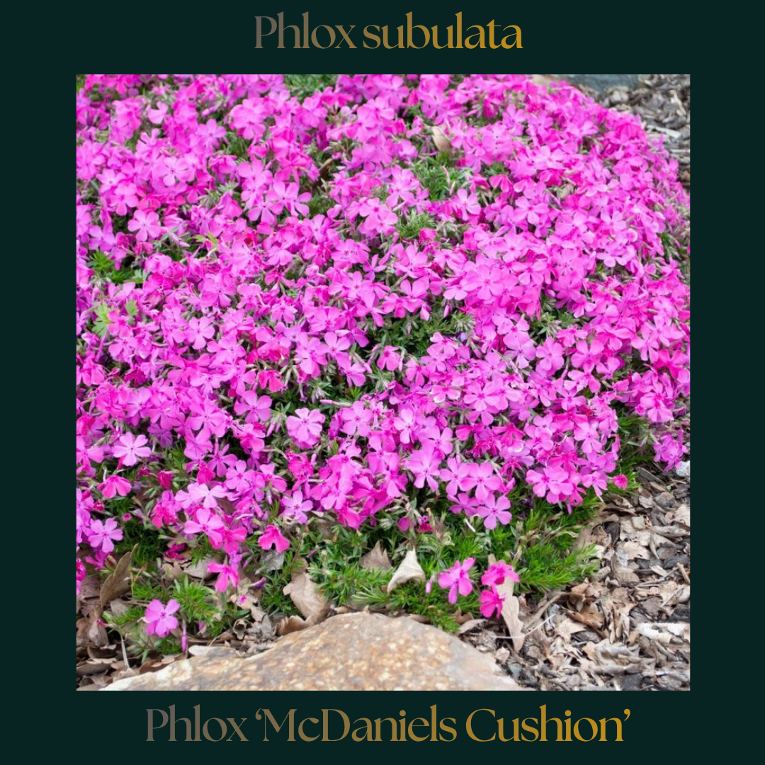 Phlox — McDaniel's Cushion